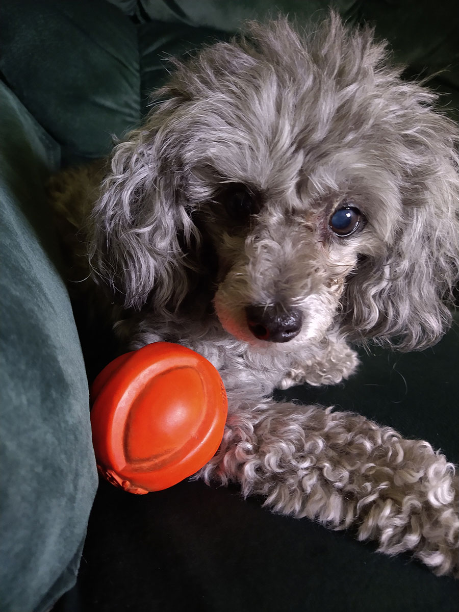 Grey dog sitting on couch next to orange bouncy ball
