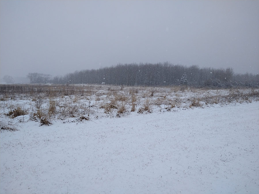 Snowy landscape with field and trees