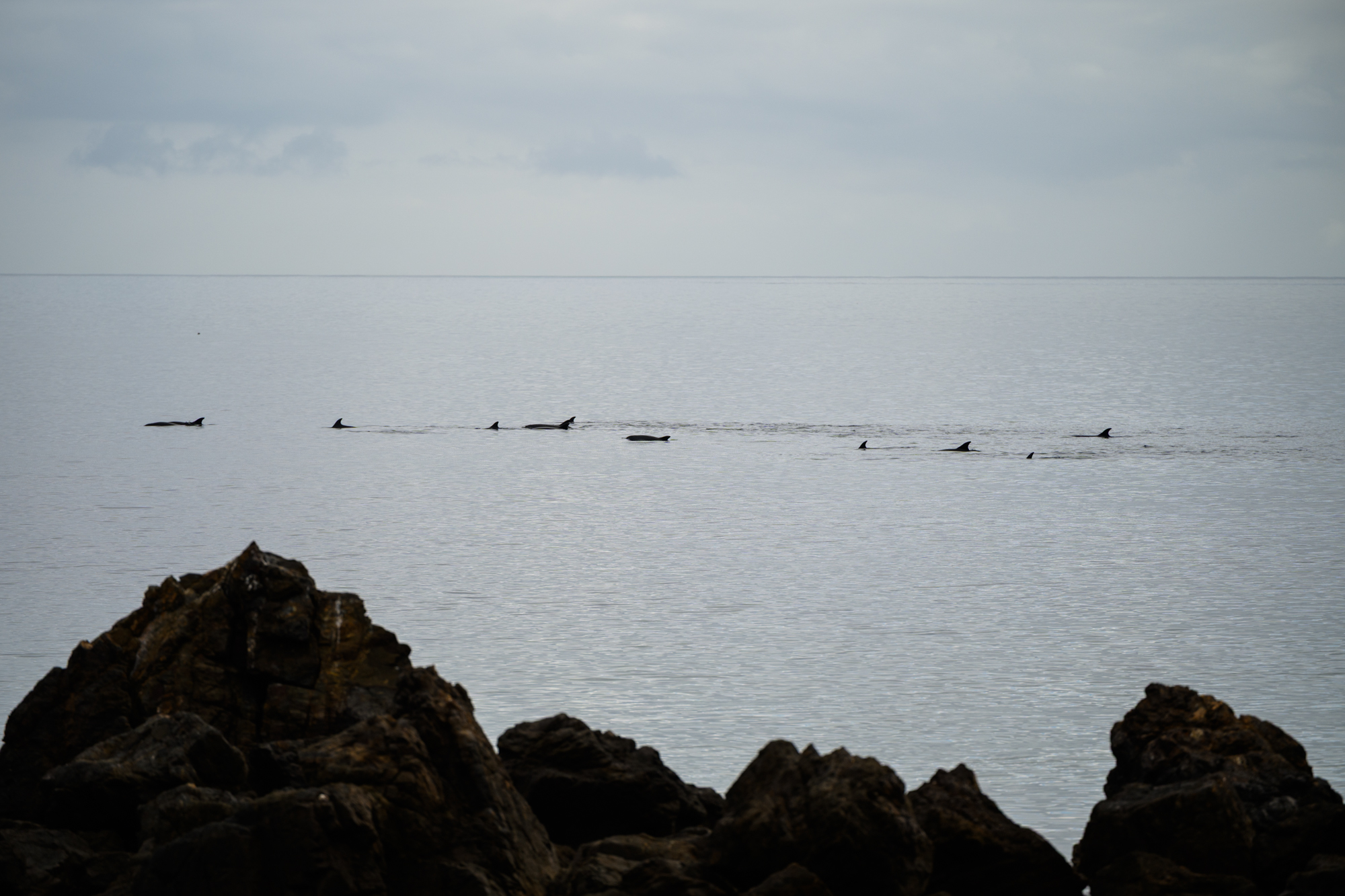 11 dolphin fins seen swimming past the rocks just off the shore of campus by the sea