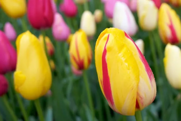 A field of yellow, magenta, and white flowers