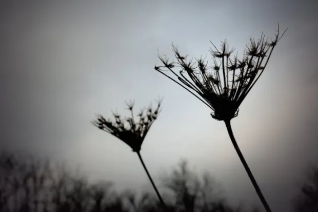 Two flowers blooming in front of a gray sky