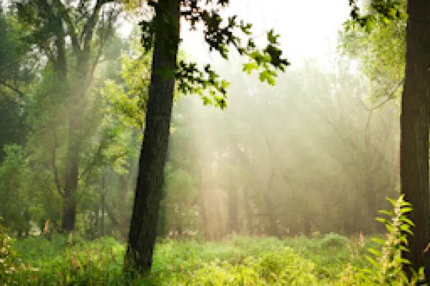 Forest scene with dark tree trunks silhouetted against the morning sun's rays slanting down through clearing 