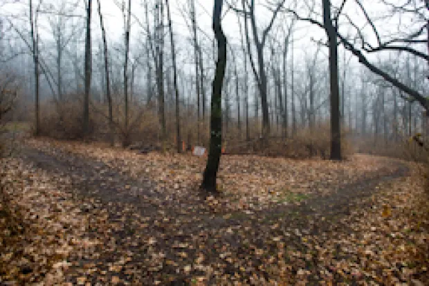 A fork in a leaf-covered path in a forest 