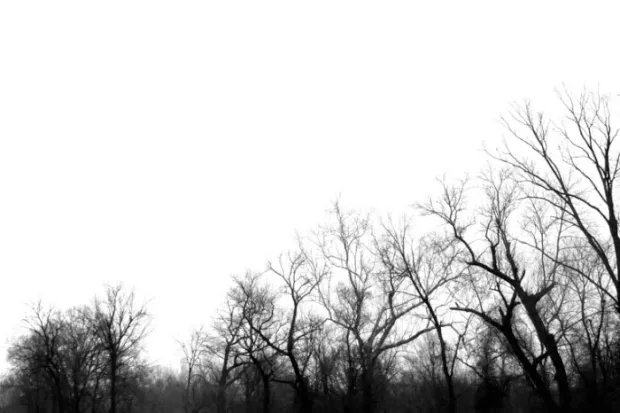 leafless trees and a cloudy winter sky