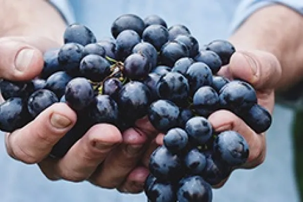 Person holding up large handful of fresh purple grapes