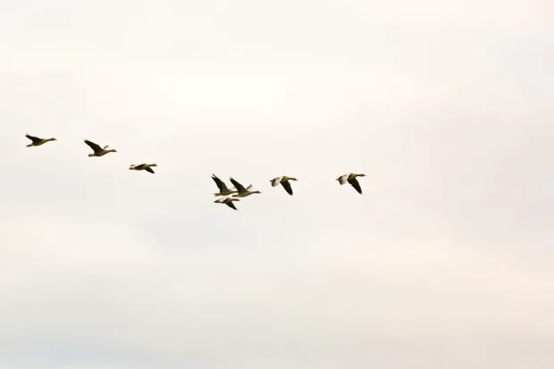 Canadian geese flying in a V