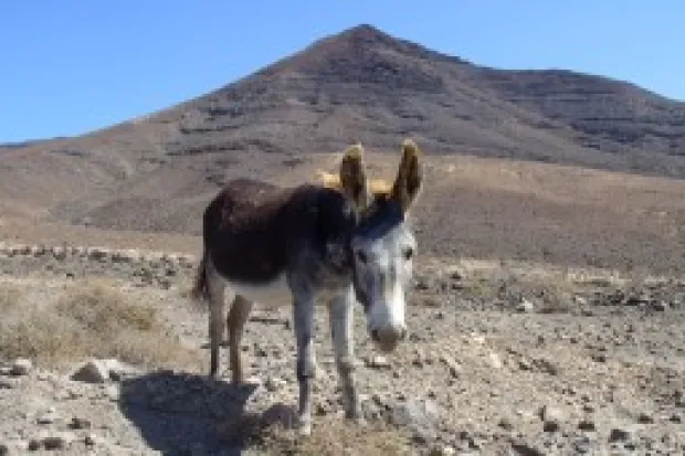 Donkey standing in a desert with a mountain in the background.