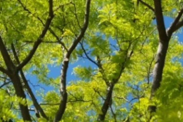 leafy trees with a blue sky showing behind them