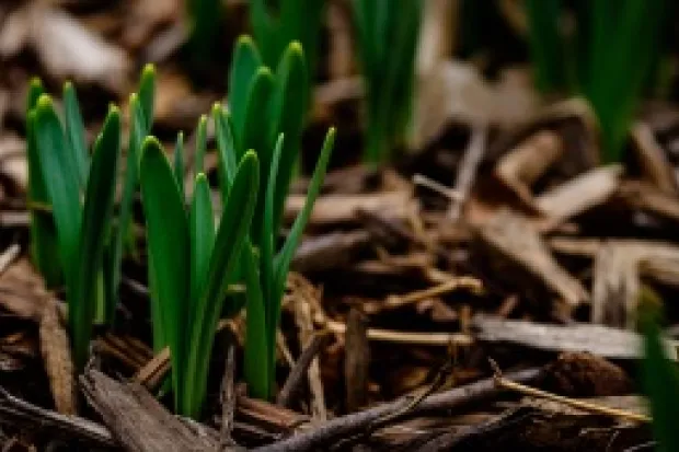 Shoots of green plant rising up among dead leaves