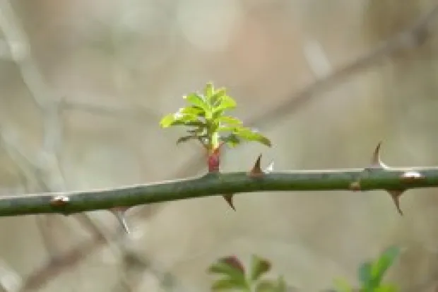 Budding leaves on tree branch