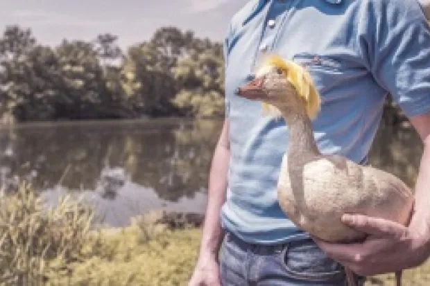 person in dress shirt holding a duck with a yellow wig