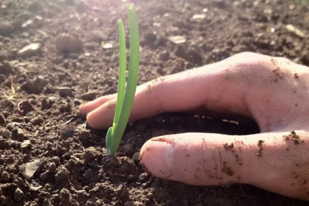 a hand planting a small plant in the soil