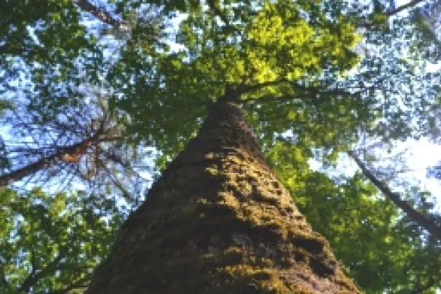 Closeup looking up at tree trunk and leaves in forest