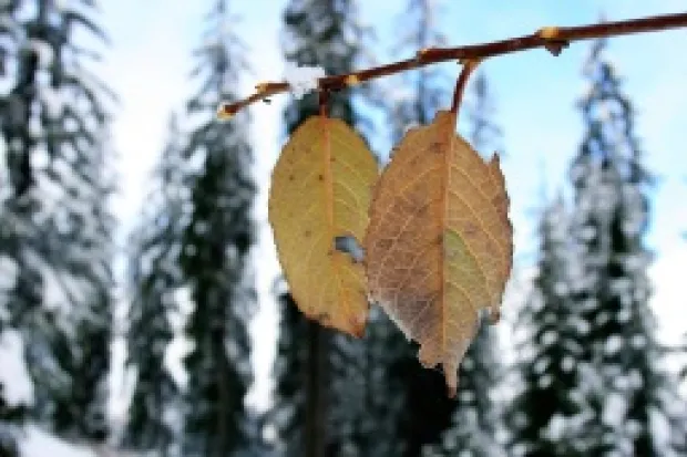 Closeup of two leaves hanging on branch with snow-covered pine trees in background