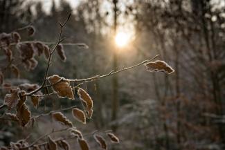 forest at dawn