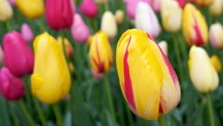 A field of yellow, magenta, and white flowers
