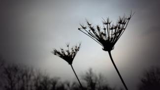 Two flowers blooming in front of a gray sky