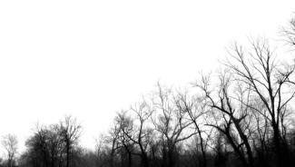 leafless trees and a cloudy winter sky