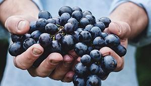 Person holding up large handful of fresh purple grapes