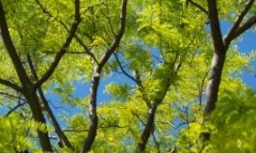 leafy trees with a blue sky showing behind them