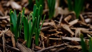 Shoots of green plant rising up among dead leaves