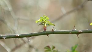 Budding leaves on tree branch