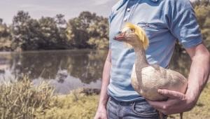 person in dress shirt holding a duck with a yellow wig