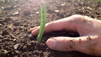 a hand planting a small plant in the soil