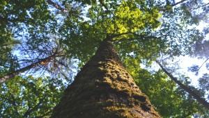 Closeup looking up at tree trunk and leaves in forest