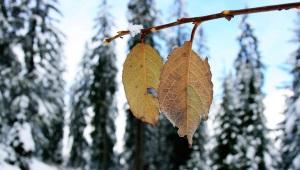 Closeup of two leaves hanging on branch with snow-covered pine trees in background