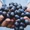 Person holding up large handful of fresh purple grapes