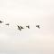 Canadian geese flying in a V