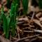 Shoots of green plant rising up among dead leaves