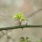 Budding leaves on tree branch