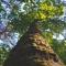 Closeup looking up at tree trunk and leaves in forest