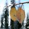 Closeup of two leaves hanging on branch with snow-covered pine trees in background