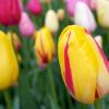 A field of yellow, magenta, and white flowers