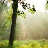Forest scene with dark tree trunks silhouetted against the morning sun's rays slanting down through clearing 