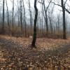 A fork in a leaf-covered path in a forest 
