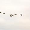 Canadian geese flying in a V