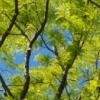 leafy trees with a blue sky showing behind them