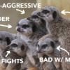 Group of meerkats with labels: Passive-aggressive, black sheep, bad w/ money, starts fights, hoarder