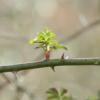 Budding leaves on tree branch
