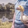 person in dress shirt holding a duck with a yellow wig