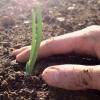 a hand planting a small plant in the soil