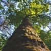 Closeup looking up at tree trunk and leaves in forest