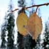 Closeup of two leaves hanging on branch with snow-covered pine trees in background